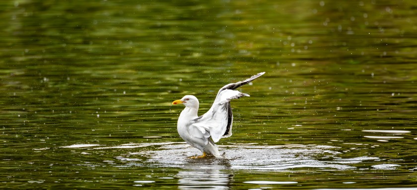 Photo: 53807243939_68bd2e64de_o.jpg