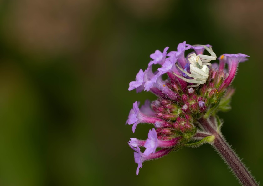 Photo: 53884347428_6bfe3c358a_o.jpg