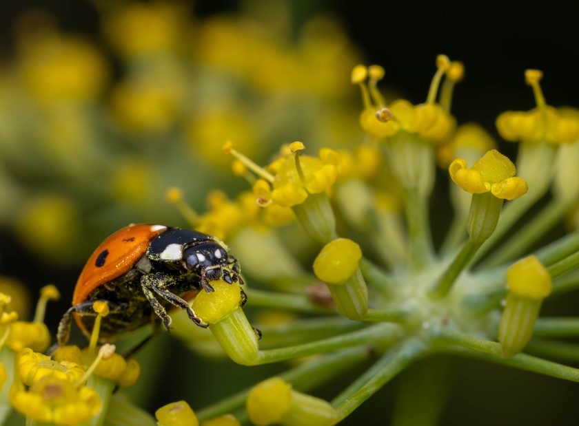 Photo: 53930823033_d472f70b36_o.jpg